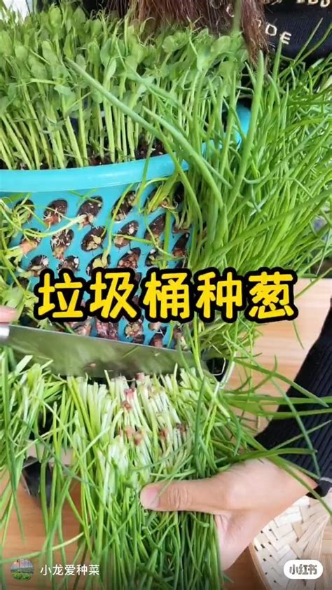 陽台種菜箱|陽台種菜DIY全攻略 (下篇)：種菜容器隨手可得，陽台種菜diy一年。